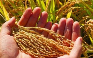 巧兩優(yōu)晶占水稻種子介紹，中秈兩系雜交水稻品種
