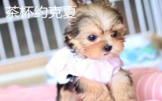 茶杯犬喂哪種食物，一歲左右主喂牛奶和雞蛋、超過一歲后主喂狗糧