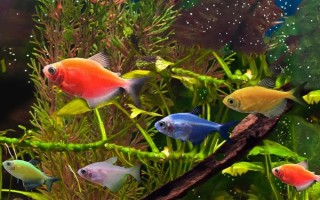 花天使魚好不好養(yǎng)，飼養(yǎng)難度一般