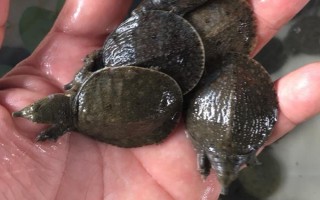 臺灣甲魚苗能長多大，一年可長至100-200g
