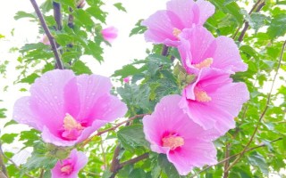 木槿花葉片掉完能不能活，根系保持健康便不會(huì)死亡