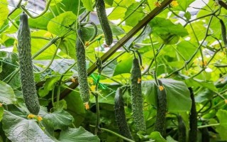 安徽省亳州市的特產(chǎn)，有蘇趙梨、苔干菜等