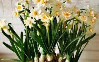 水仙花盆栽是耐寒植物嗎，水仙花相對比較耐寒