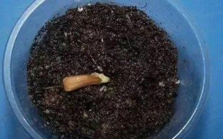 變?nèi)~木的繁殖方法，播種繁殖和扦插繁殖任選