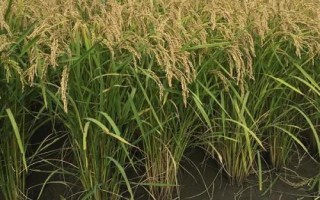 臻兩優(yōu)8612水稻品種的特性，每畝插足基本苗6萬以上