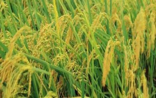 紅糖對農(nóng)作物的作用，正確施用會顯著增產(chǎn)