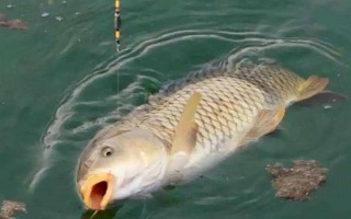 六月份能釣鯉魚，六月份的垂釣效果比較好