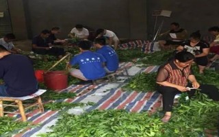 李子核怎么種才可以發(fā)芽，先要將李子核上的果肉清理干凈