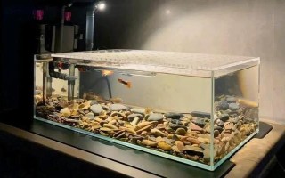 怎么才能讓魚(yú)缸里的死水變成活水，最好安裝一個(gè)過(guò)濾器