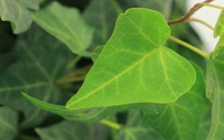 什么是常春藤，屬于五加科、常春藤屬攀援灌木的統(tǒng)稱
