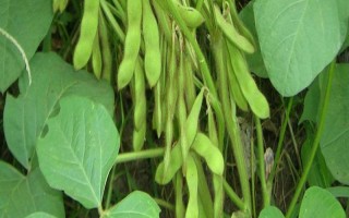 蒙豆39號(hào)大豆種子特征特性