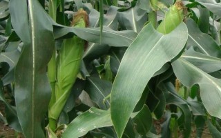 渝糯18玉米種子介紹，畝植密度3200-3500株
