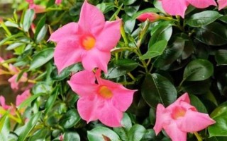 飄香藤的花語，寓意難忘愛情、充滿生機(jī)等