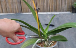 蝴蝶蘭謝了如何修剪花梗，沿著花梗下方4厘米處修剪掉即可