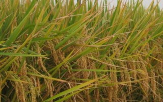 天優(yōu)華占水稻種子簡介，每畝有效穗數(shù)18.9萬穗