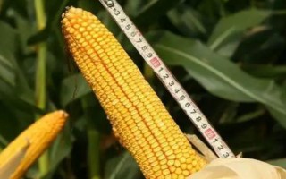 國瑞188玉米品種的特性，播種期4月下旬至5月上旬
