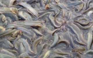 怎么養(yǎng)殖泥鰍，放苗前要清塘消毒