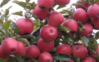 提高蘋(píng)果表面亮度的方法，可采取套袋、施肥、控制生長(zhǎng)方向等措施