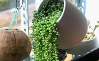 翡翠珠的養(yǎng)殖方式，每隔4-5天澆一次即可
