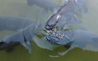 青魚吃什么食物，幼魚階段吃浮游動物