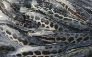 黑魚如何養(yǎng)殖，魚種長成后才能放入混養(yǎng)塘