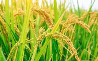 閩農(nóng)糯6A水稻品種簡(jiǎn)介，第二期父本比母本遲7天播種
