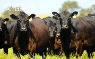 10種最貴的牛，包括日本和牛、安格斯牛、夏洛萊牛等品種