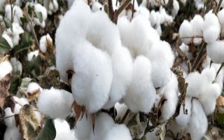 碩雜棉1號棉花種子簡介，地膜棉4月15日前后播種