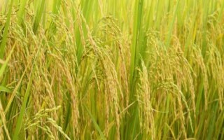 楚稻10號(hào)水稻種子介紹，全生育期179.4天