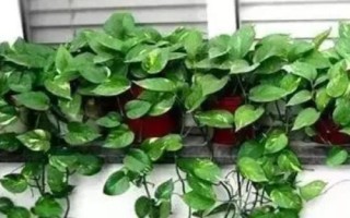 綠蘿爛根的預(yù)防方法，通常2-3年換一次盆
