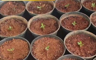 移栽玫瑰要緩苗嗎，移栽玫瑰后需要緩苗15-20天