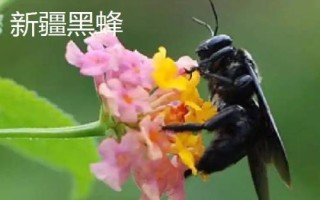 什么是黑蜂，廣義上是指身體呈黑色的蜜蜂