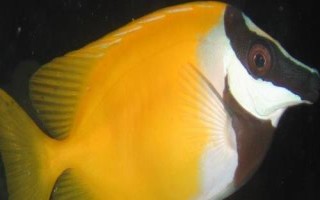 狐貍魚簡(jiǎn)介，是比較常見的觀賞魚種