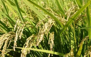 五優(yōu)308水稻種子特點，大田每畝用種量1~5千克