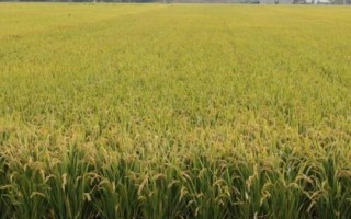 珞紅優(yōu)931水稻種子簡介，每畝插足基本苗10萬以上
