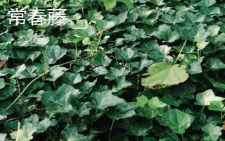 爬山虎和常春藤如何區(qū)分，葉片、花型和花期均不同