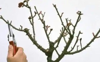 怎么修剪桂花樹才能讓它矮化，在幼樹時(shí)期打頂可以控制株高