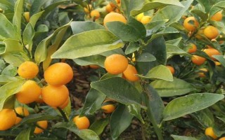 金桔的栽培種植技術(shù)，栽種金桔需要肥沃松軟的土壤