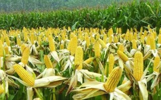 沾玉177玉米品種簡介，生育期155天