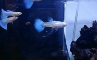 孔雀魚用什么水養(yǎng)，可以選擇自來(lái)水、湖水、河水或者井水