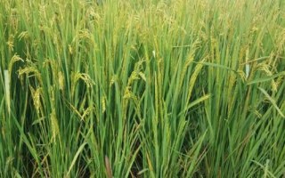 榮紫糯水稻種子特點(diǎn)，綜合防治病蟲害