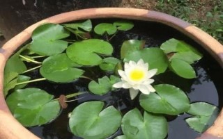 蓮花的養(yǎng)殖方法，每天的曬光時(shí)長(zhǎng)要超過(guò)7小時(shí)