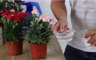 怎么預(yù)防康乃馨爛根，控制澆水量、讓土壤保持透氣有助于根系生長(zhǎng)