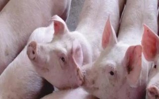 什么是三元豬，不是指某個(gè)品種、而是指一種雜交模式