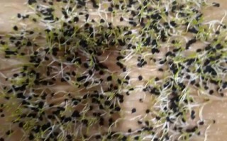 洋蔥的種植方法，對畦面澆足水再播種