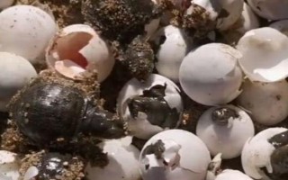 甲魚(yú)的孵化溫度，以33℃左右為宜