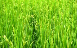 華浙優(yōu)71水稻品種簡(jiǎn)介，全生育期140.8天