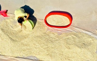 有機(jī)蔬菜種子怎么浸種催芽，用溫水浸泡后再放入容器中并覆蓋濕毛巾