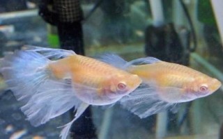 孔雀魚如何喂養(yǎng)，首先注意養(yǎng)殖密度