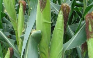 東禹108玉米品種的特性，4月下旬至5月上旬播種